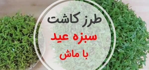 عکس سبزه ی ماش