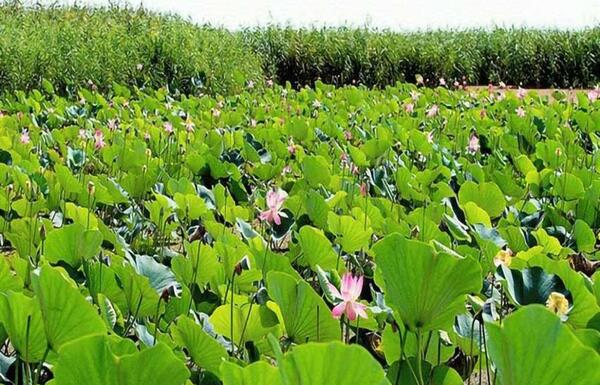 عکس های دیدنی صومعه سرا