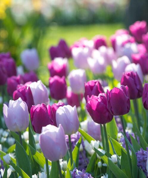 عکس باغ گل برای پروفایل