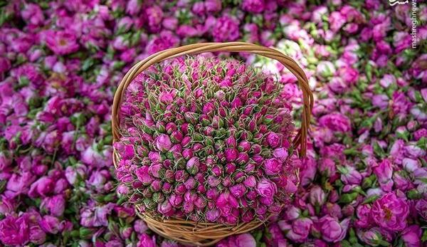 عکس باغ گل برای پروفایل