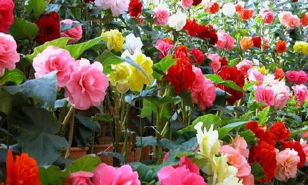 عکس باغ گل برای پروفایل