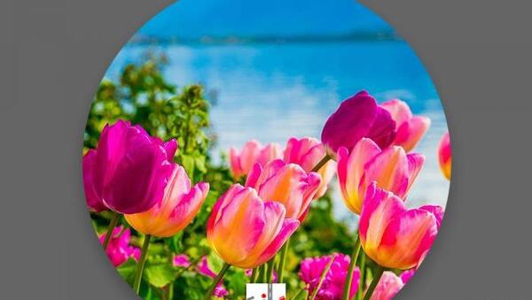 عکس باغ گل برای پروفایل