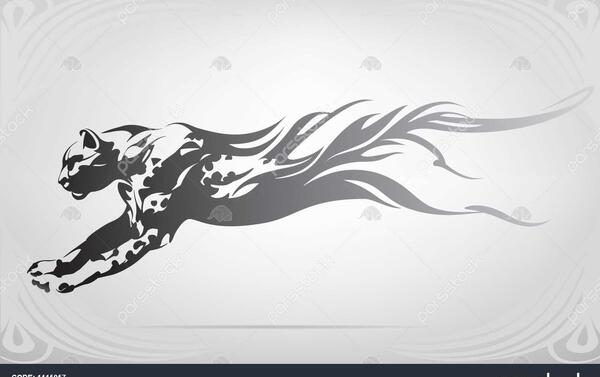 عکس ببر در حال دویدن