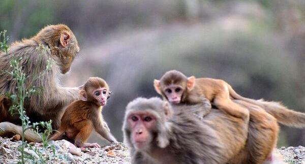 عکس آبله میمون روی پا