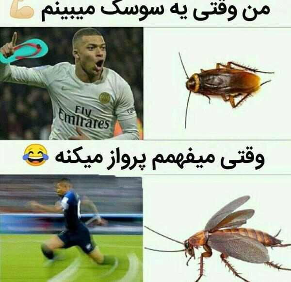 عکس سوسک پرواز