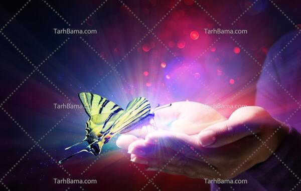عکس پروانه روی دست