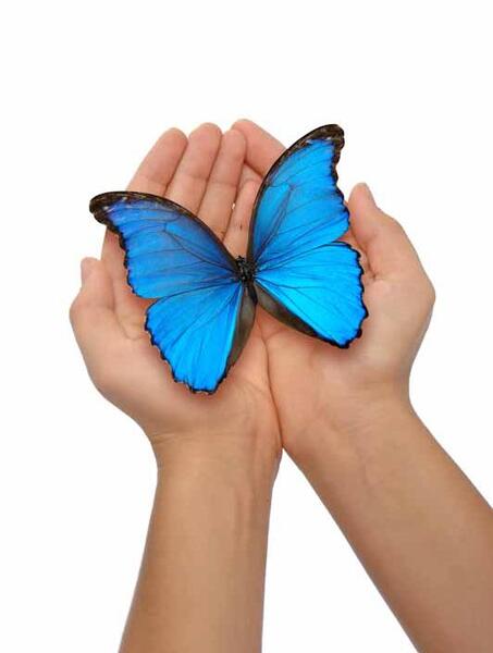 عکس پروانه روی دست