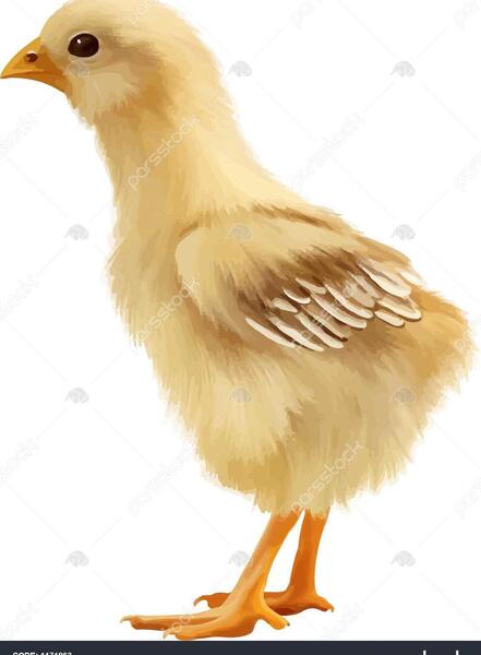عکس جوجه گوگولی