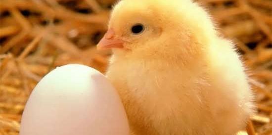 عکس جوجه گوگولی