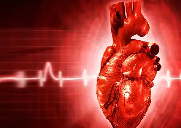 عکس قلب انسان پزشکی