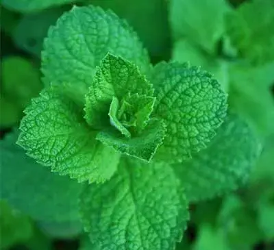 عکس بذر نعناع