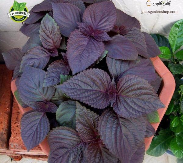 عکس بذر نعناع