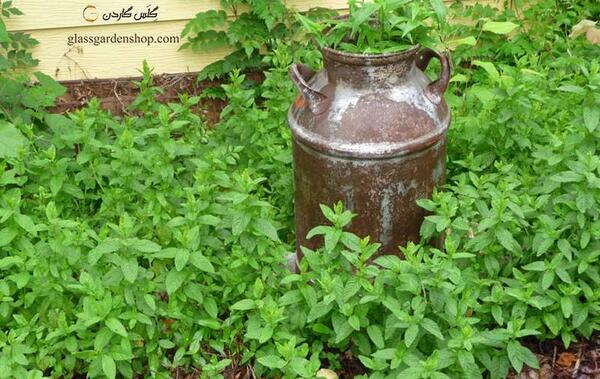عکس بذر نعناع