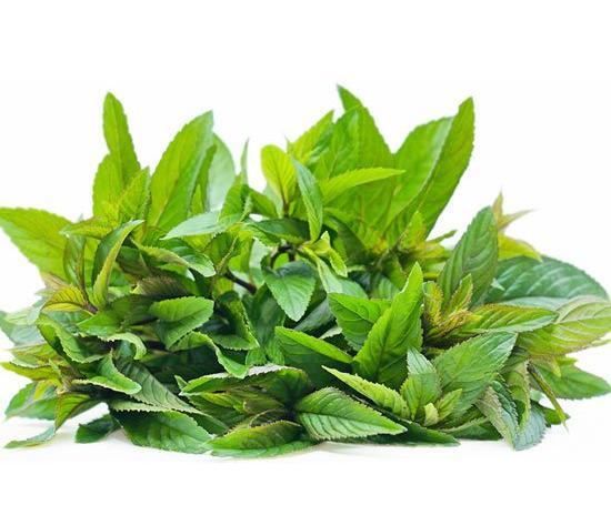 عکس بذر نعناع