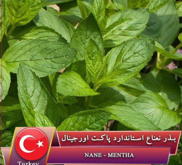 عکس بذر نعناع