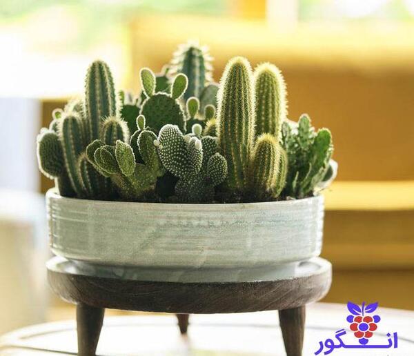 عکس گل طبیعی کاکتوس