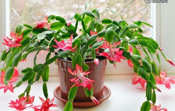 عکس گل طبیعی کاکتوس