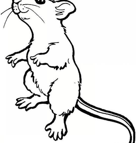 عکس موش طراحی