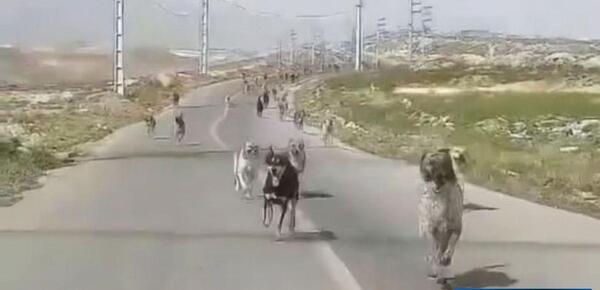 عکس طالبان سگ