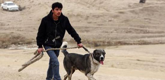 عکس طالبان سگ