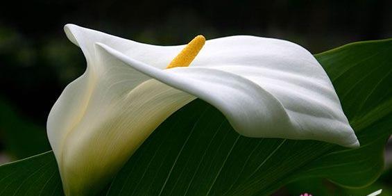 عکس گل لیلی