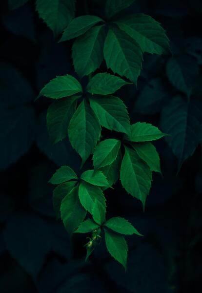عکس تصویر زمینه گوشی تاریک