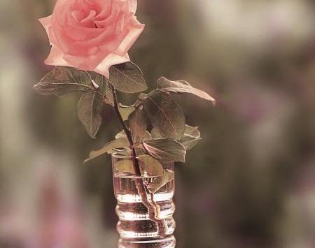 عکس گل خاص برای پروفایل
