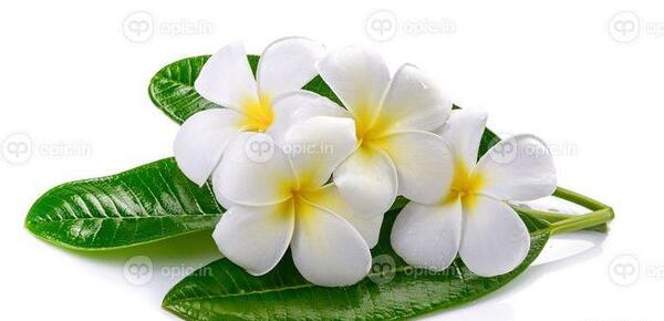 عکس سفید گلی