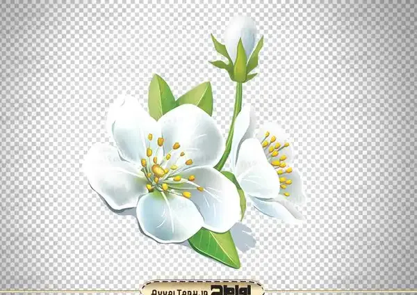 عکس سفید گلی
