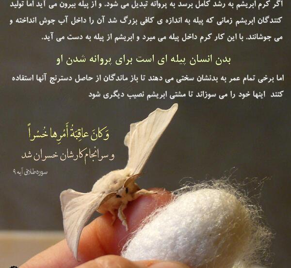 عکس نوشته درباره پروانه
