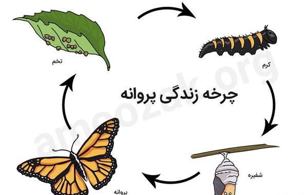 عکس نوشته درباره پروانه