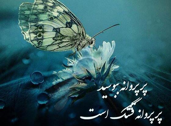 عکس نوشته درباره پروانه