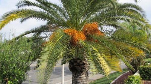عکس نخل فونیکس