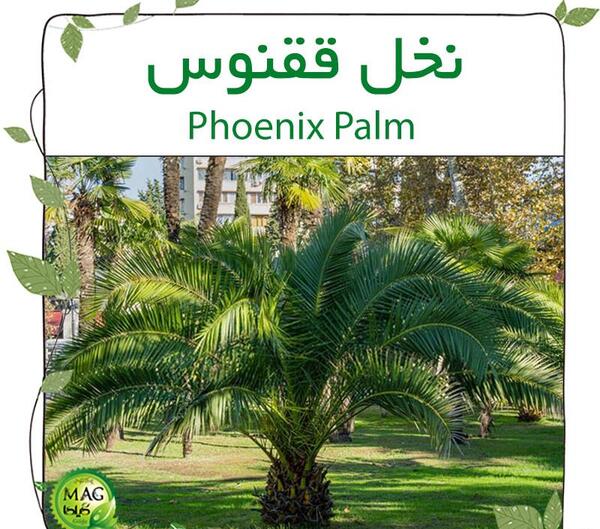 عکس نخل فونیکس