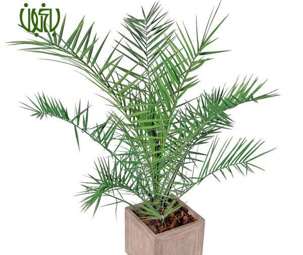 عکس نخل فونیکس
