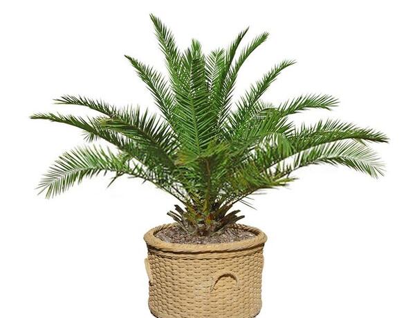 عکس نخل فونیکس