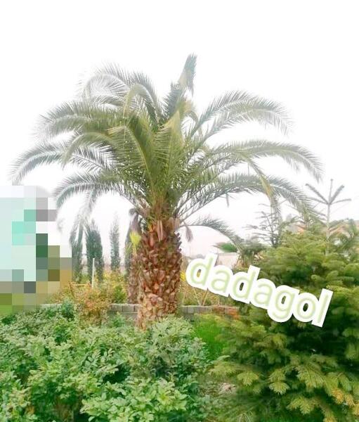 عکس نخل فونیکس