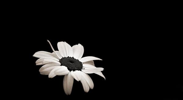 عکس گل سیاه برای پروفایل