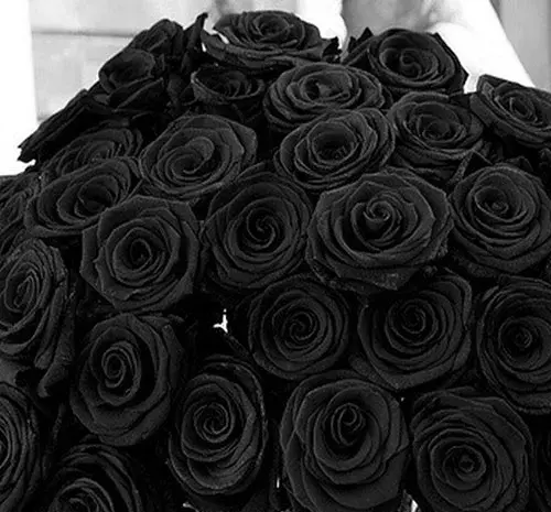 عکس گل سیاه برای پروفایل