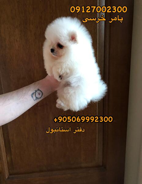 عکس هاپو خرسی