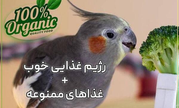 عکس ظرف عروس هلندی