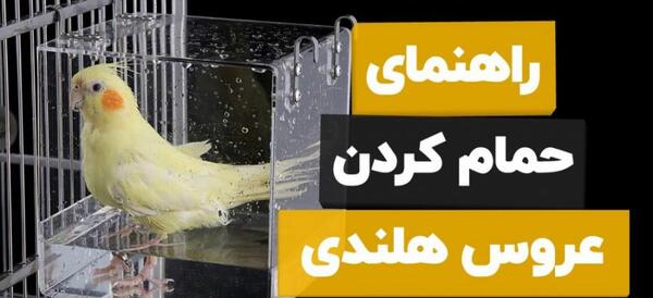 عکس ظرف عروس هلندی