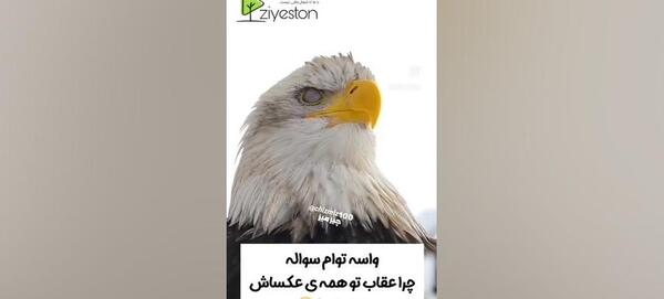 عکس عقاب شمال