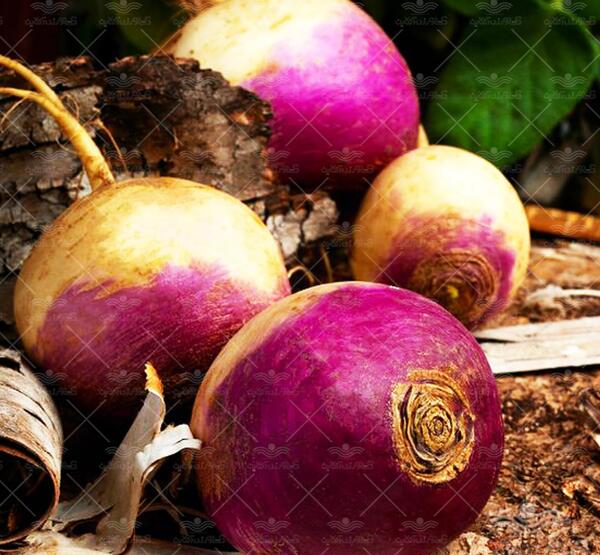 عکس بذر شلغم