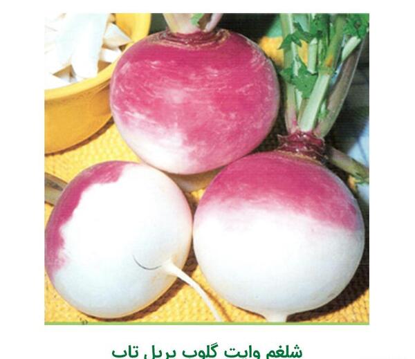 عکس بذر شلغم