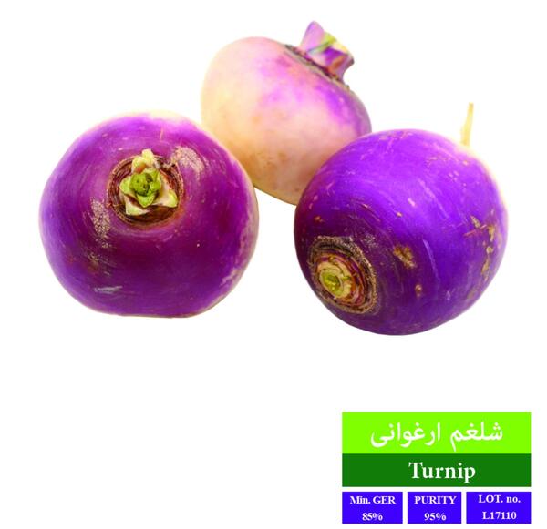 عکس بذر شلغم