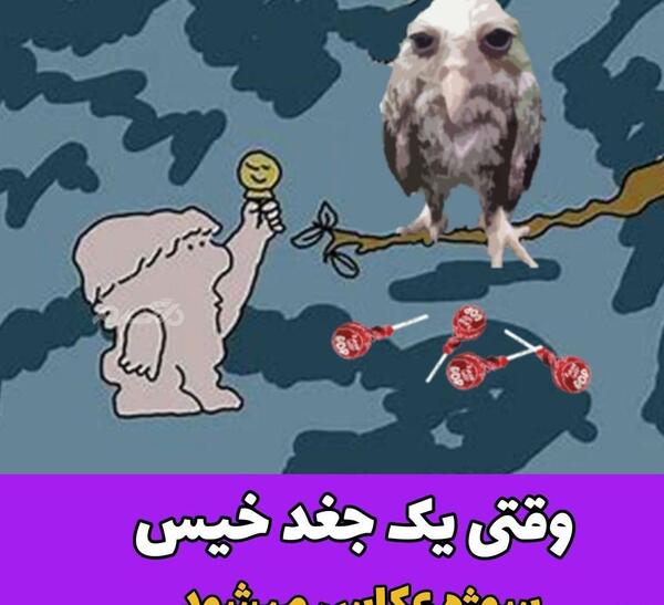 عکس جغد خسته