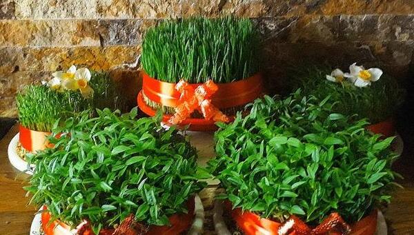 عکس سبزه انواع حبوبات