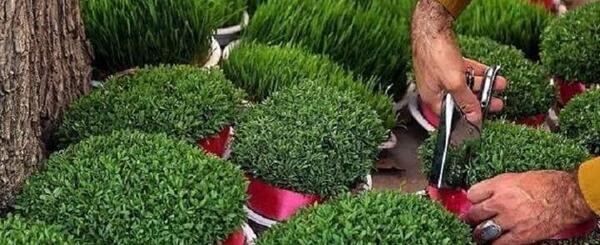 عکس سبزه انواع حبوبات