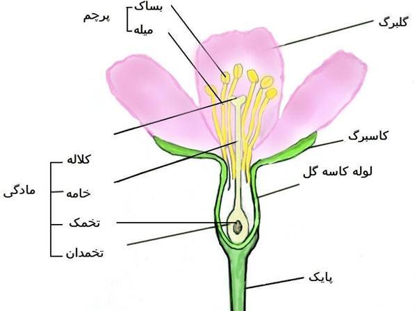 عکس پرچم و مادگی گل